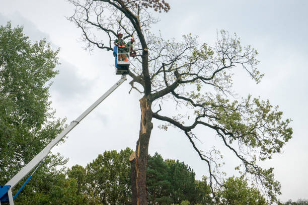 Tree Services