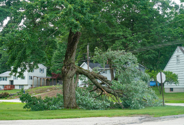 Best Tree Removal  in Pinebluff, NC