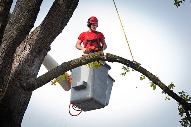 How Our Tree Care Process Works  in  Pinebluff, NC